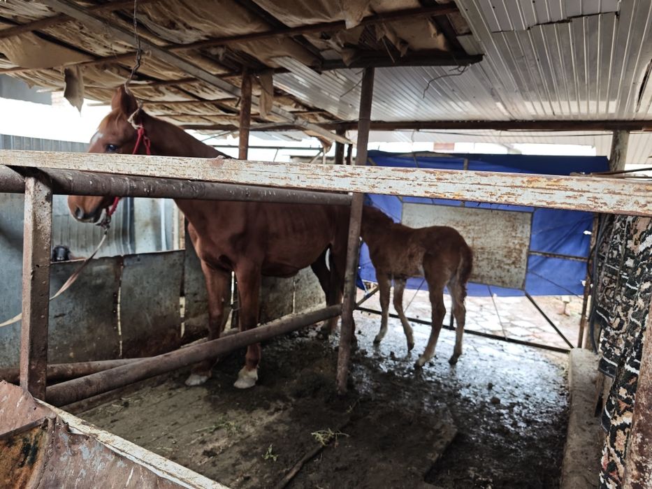 Сауын бие кулынымен