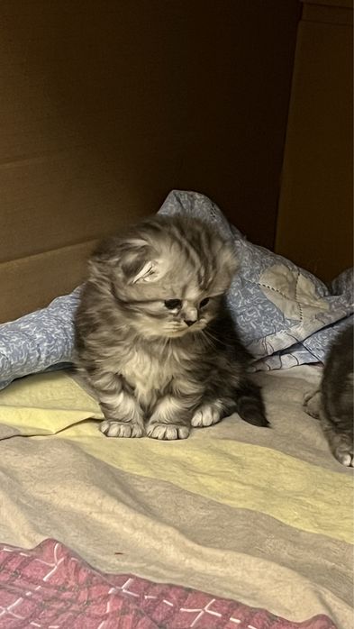 Вислоухие котята