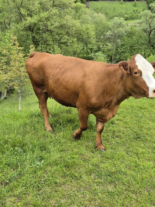 De vânzare vaca cu lapte.