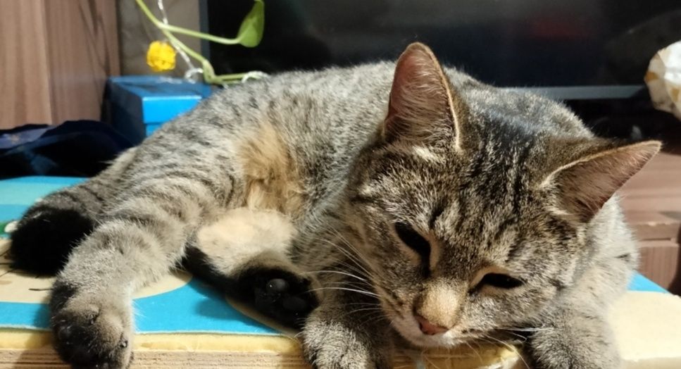 Отдам кошку в добрые руки