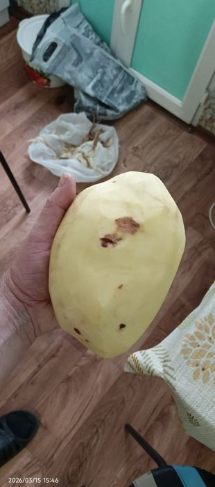 Продам картофель