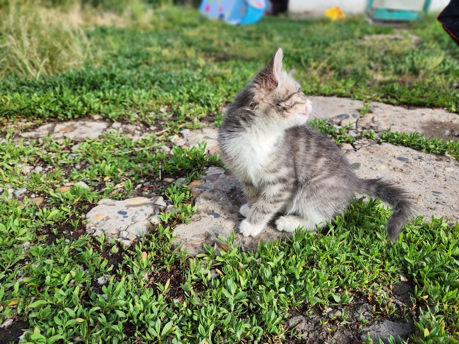 Отдам котёнка в добрые руки
