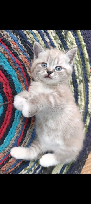 Котик шотландский прямоухий