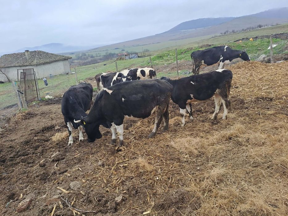 Vând vaci Holshtein bălțate pe negru