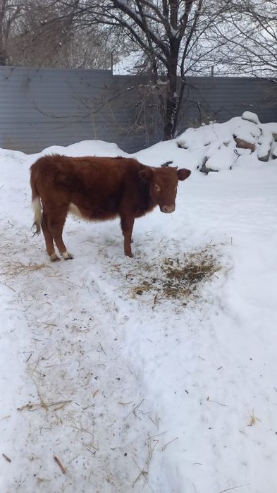 Животные сельхоз животные