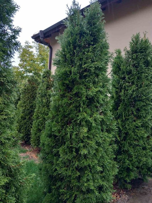 Туя Смарагд от 150 до 210см