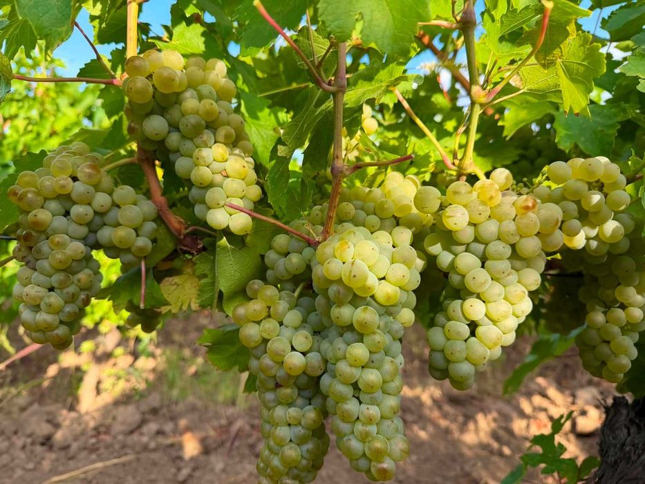 Vand struguri de vin