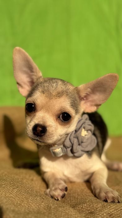 Чихуахуа сука (пет класс)