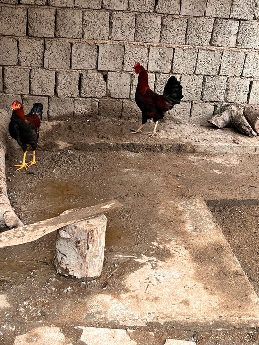 Домашние Петухи Хуроз