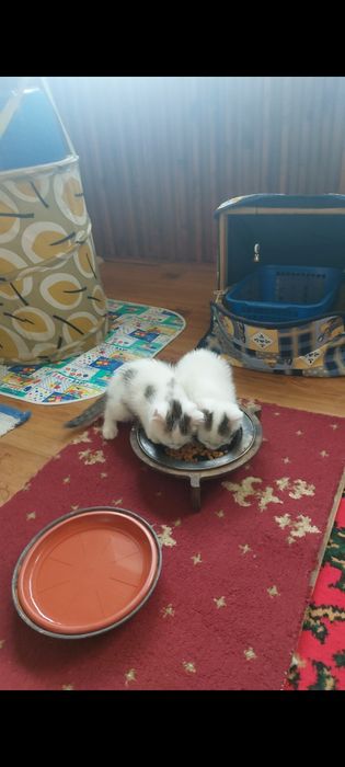 Регдолл американский