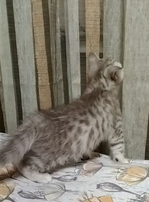 Скоттиш страйт. Девочка.