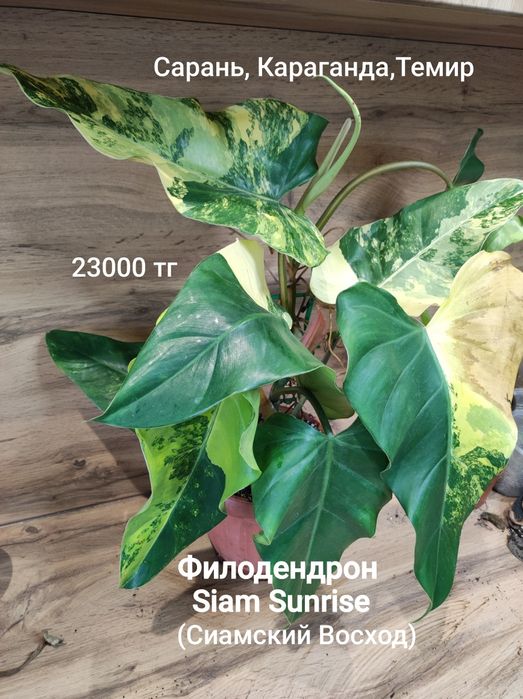 Филодендрон Селоу,Биркин,и т.д