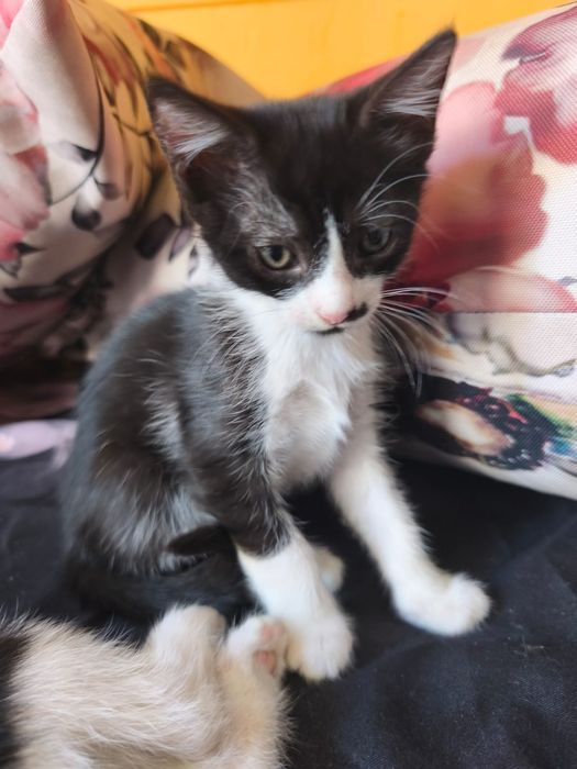 Adoptie pui pisica