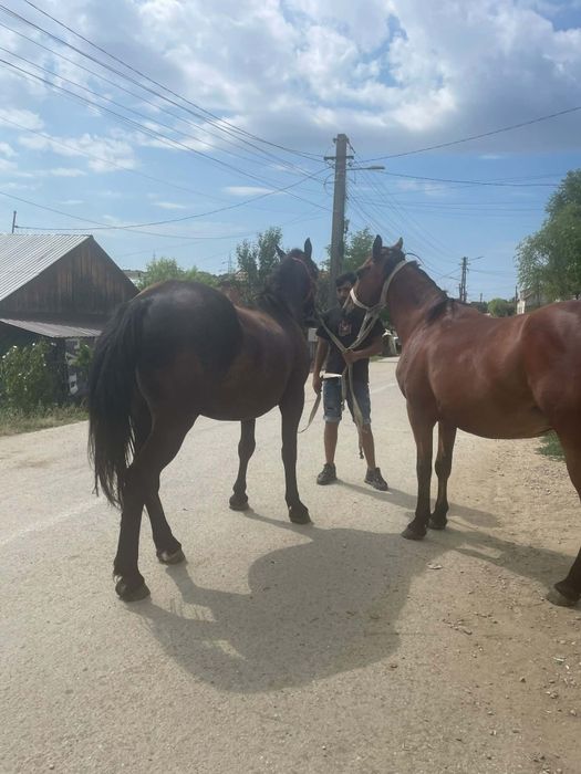 Vînd 2 caii de 5 ani garantați la tras