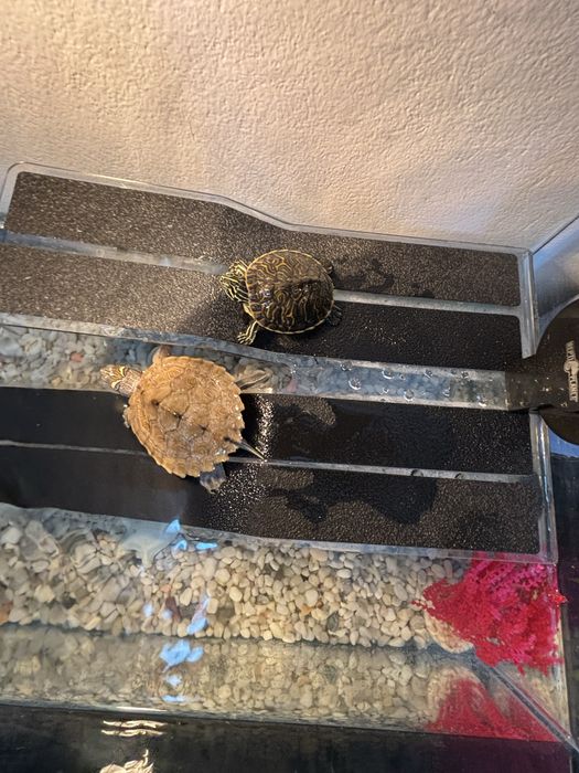 Acvariu broaste testoase/pesti