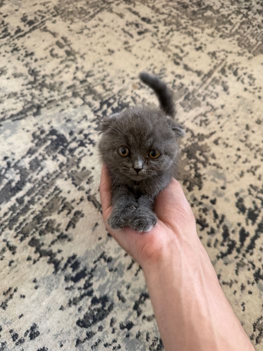 Скоттиш фолд девочка