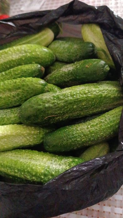 Продам дачные огурцы