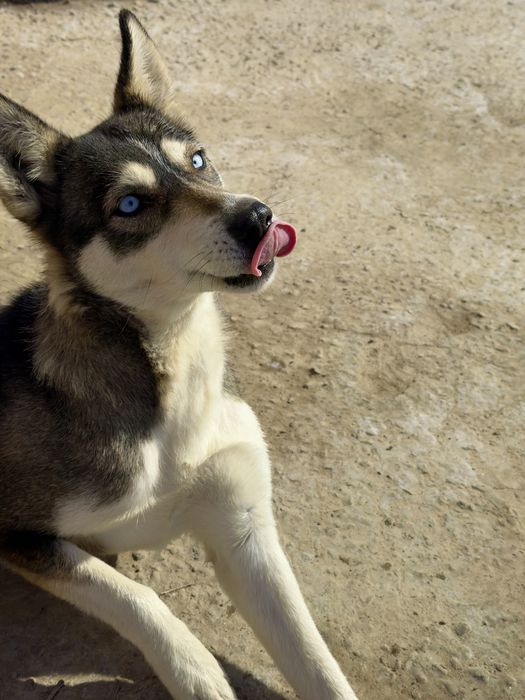 Чистокровный Хаски самка срочно