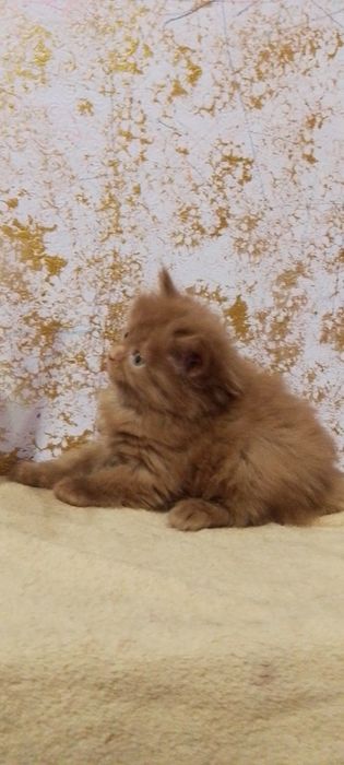 Котенок девочка продается