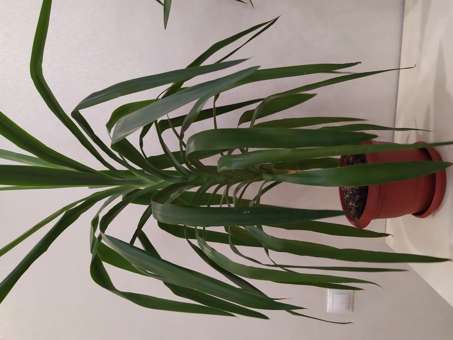 Продам комнатные большие цветы