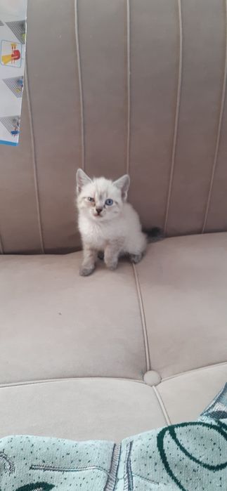 Продам котят не дорого