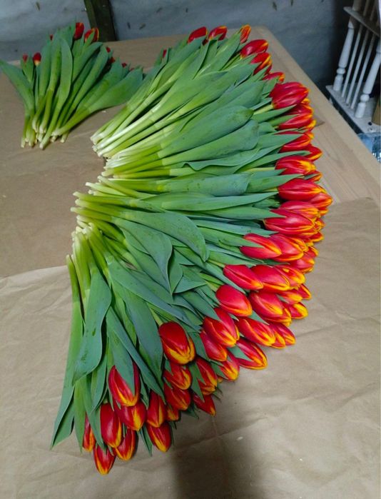 Астана левый берег тюльпаны