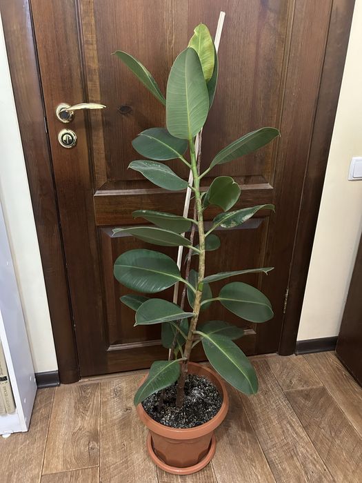 Диффенбахия, хлорофитум, фикус, рео