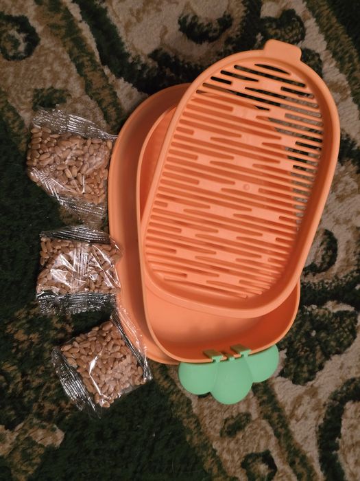 Трава для кошек и посуда