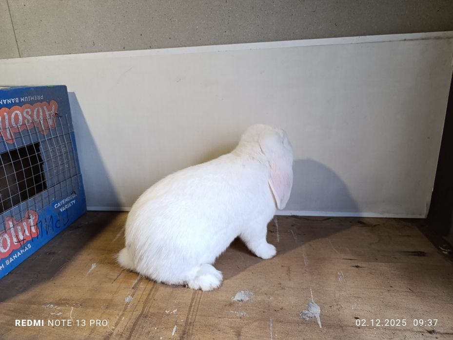 Крол французский баран