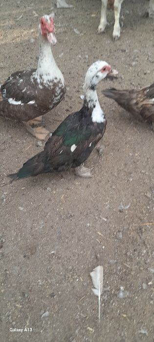 Продам хороших индоуток