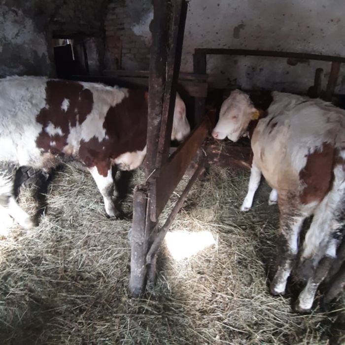 Tauras si vitei export