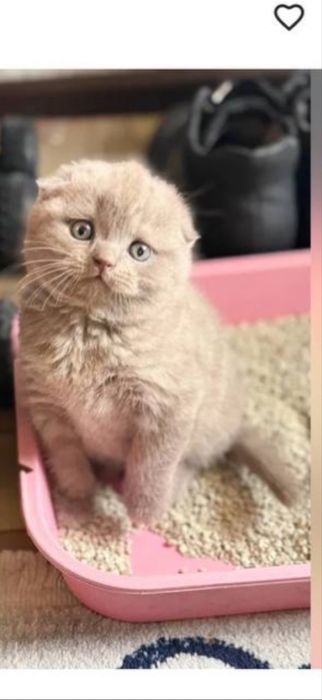 Котёнок  мальчик