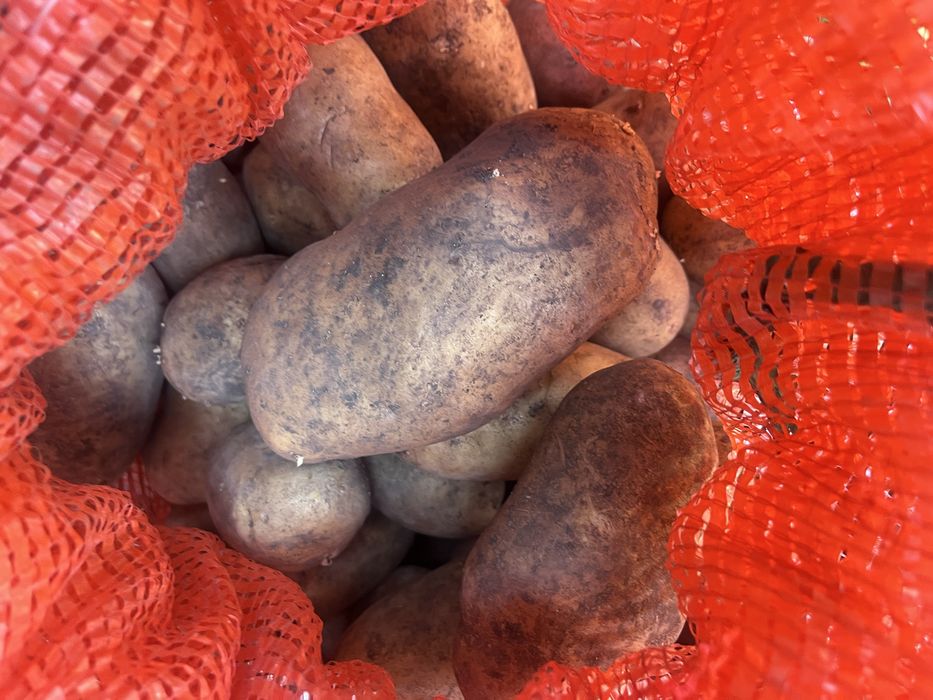Продам картофель