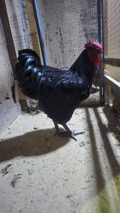 Джерсий Гигант қораздары сатылады