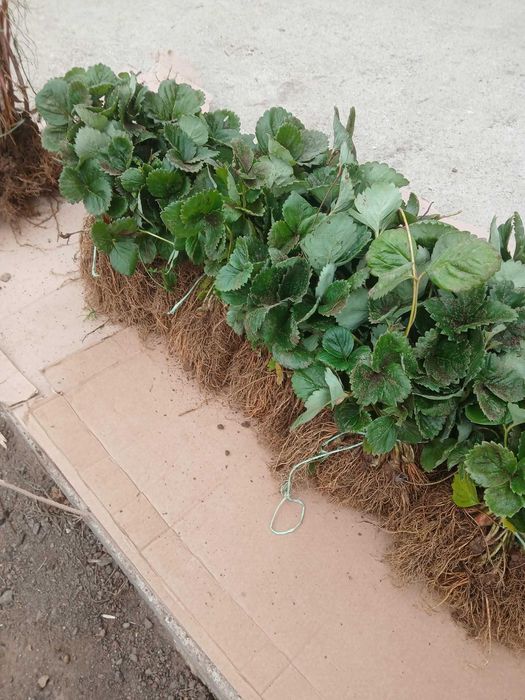 Промоция ФАНТАСТИЧЕН РАЗСАД Малини и Ягоди от Производител