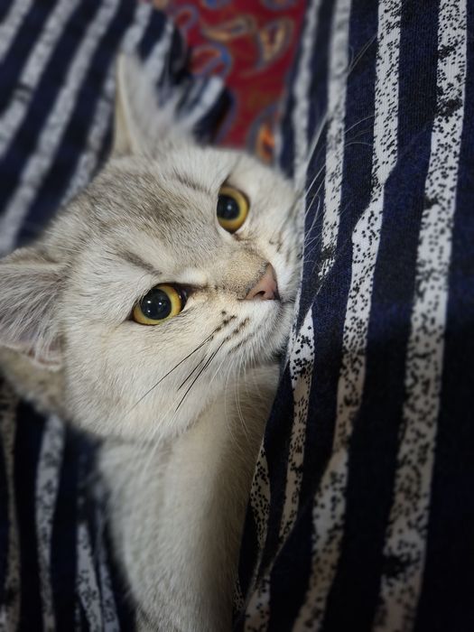 Mushuk serbrstki shinshilla qiz