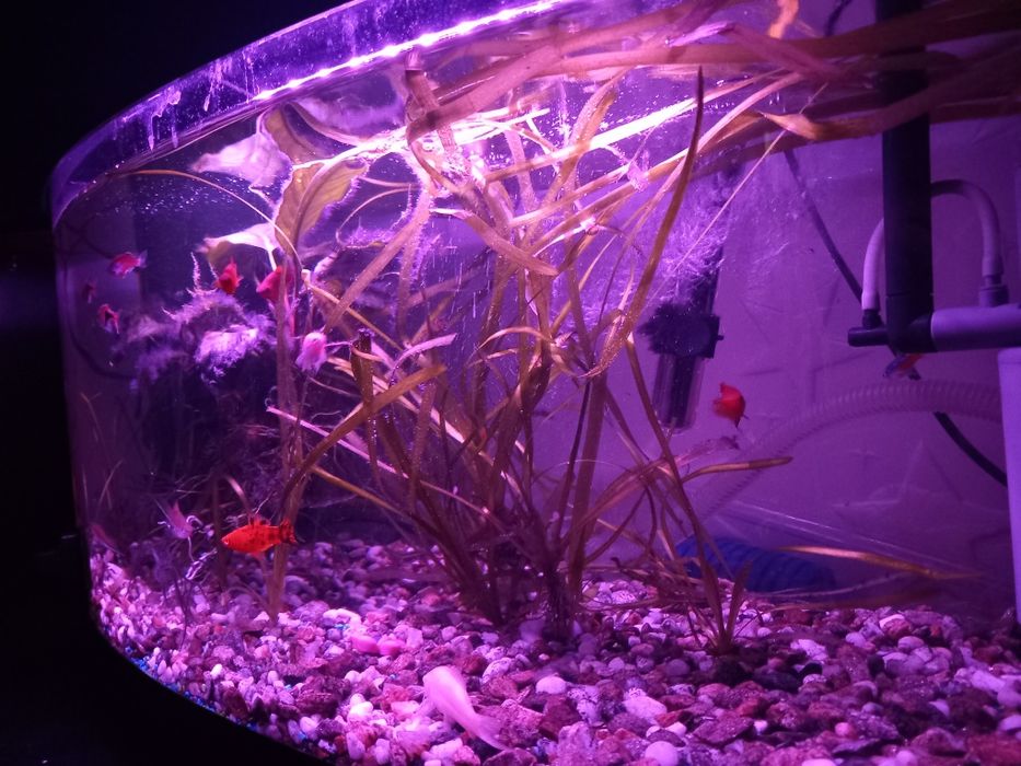 Acvariu 60 litri