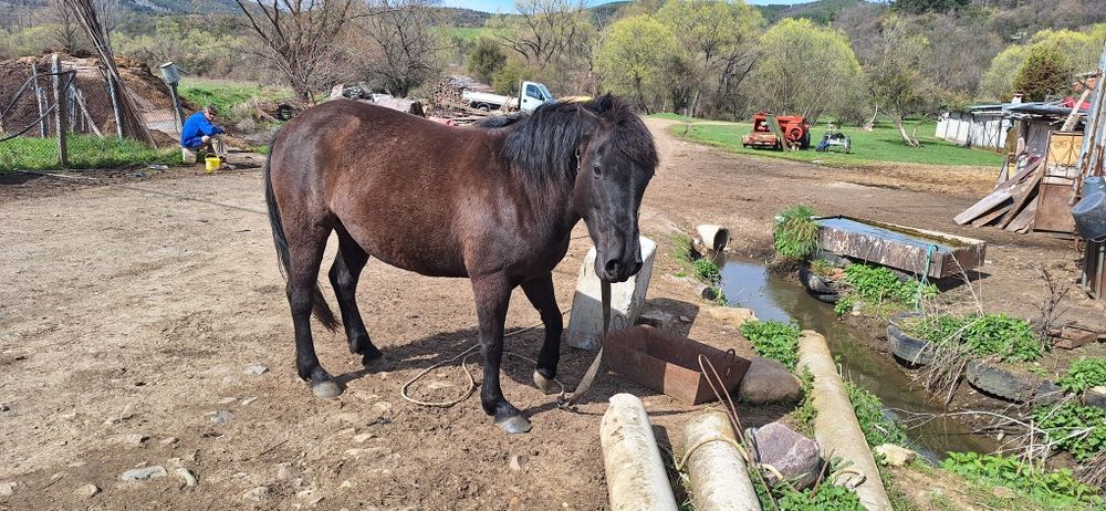 5 годишна кобила