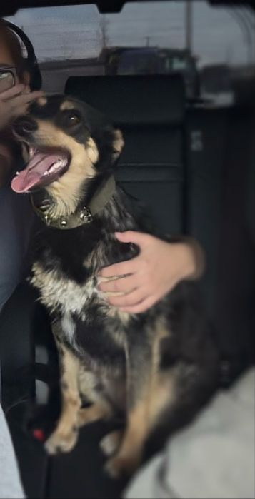 Собачка 7-8 мес, девочка очень ласковая