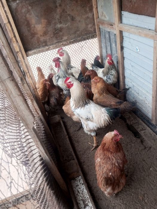 Қораздар сатылады