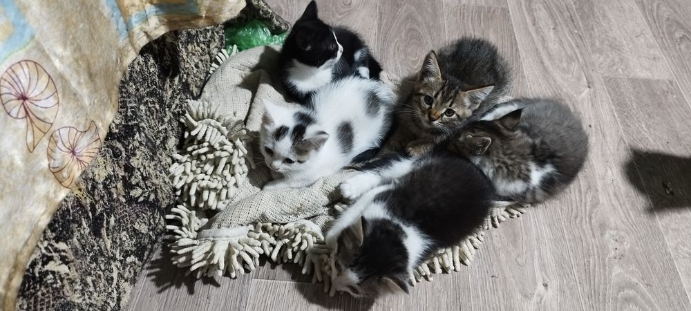 Отдам котят в добрые руки