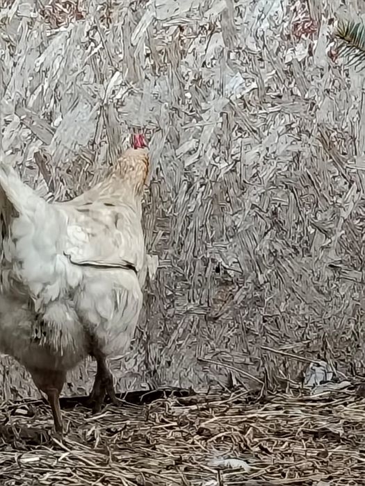 Куры несушки. Несуд даже зимой