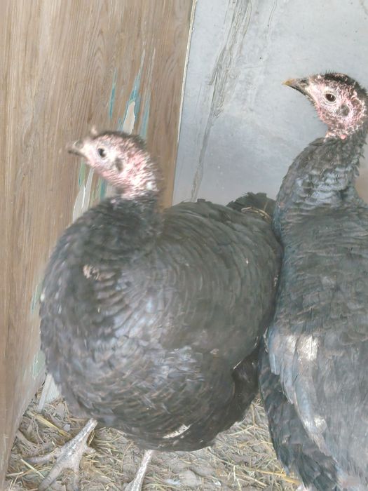 Kurkalar tezda sotiladi