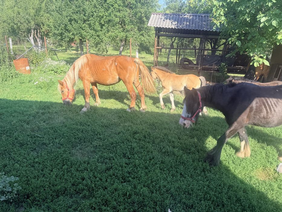 Iepe de vanzare sau iepe + manz