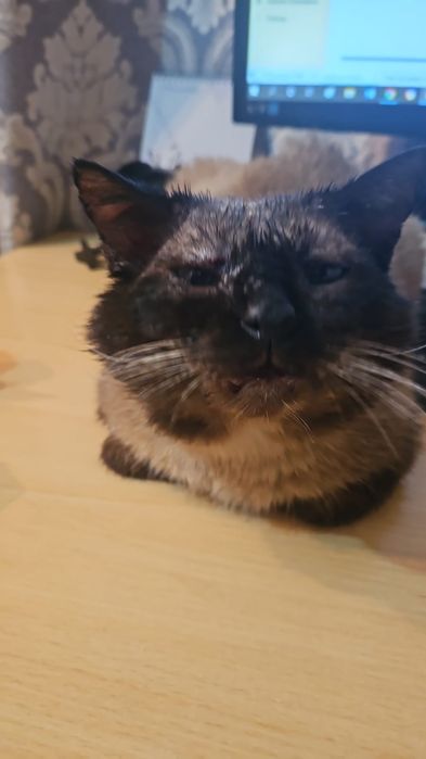 Спасенному коту нужен дом