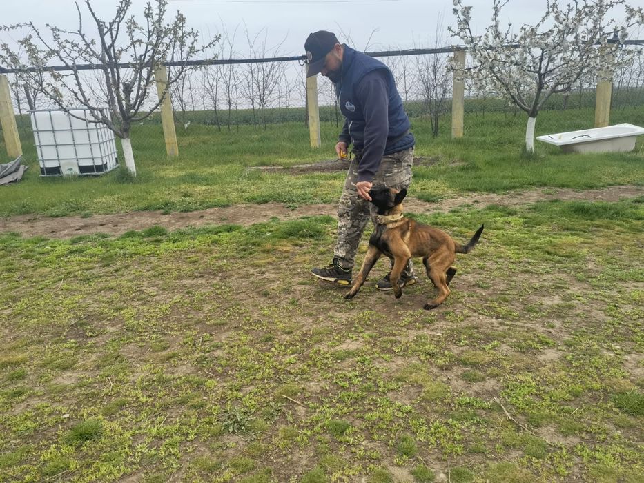 Pensiune si dresaj canin in Constanța și Tulcea