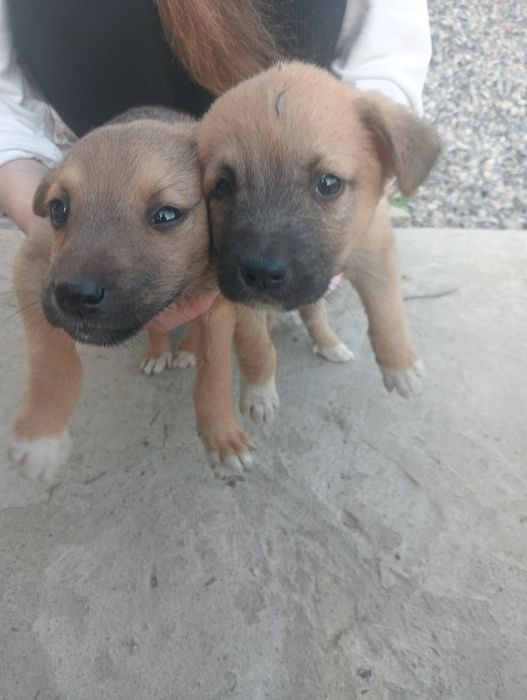 Щенята Звонки Домашний питомец