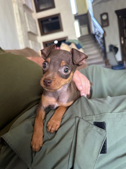 Надежный и верный друг