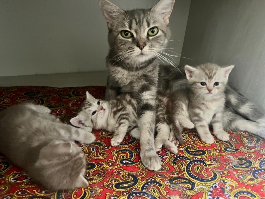 Продам Британских котят