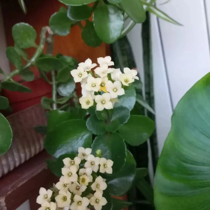 Продам комнатные цветы.